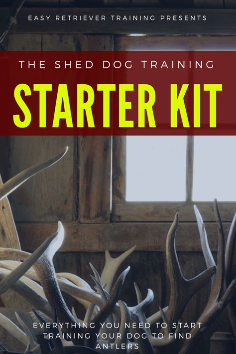 I’ll show you everything you need to teach your dog to shed hunt for less than $55. Shed Hunting Dog Training, Antler Hunting, Dog Training Equipment, Yellow Lab Puppies, Nose Work, Dog Minding, Animal Science, Dog Shedding, Black Lab Puppies