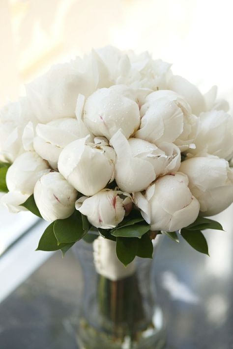 Peonies Wallpaper, White Peonies Bouquet, Fashion Romantic, نباتات منزلية, Babies Breath, White Peony, Bohol, Peonies Bouquet, White Peonies