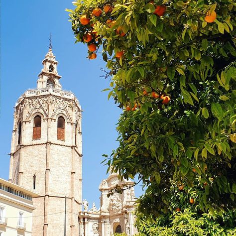 Orange trees blooming in Valencia 🍊⁣ ⁣ Orange Tree Aesthetic, Orange Tree Aesthetic Wallpaper, Orange Tree Blossom, Valencia Orange Tree, Seville Spain Orange Trees, Orange Trees, Valencia Orange, Orange Tree, Spring Has Sprung