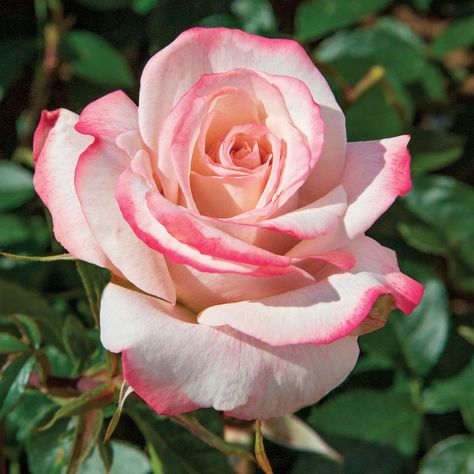 Rose Nursery, Rose Belle, Fragrant Roses, Heirloom Roses, Growing Roses, Hybrid Tea Roses, Planting Roses, Rose Bush, Tea Rose