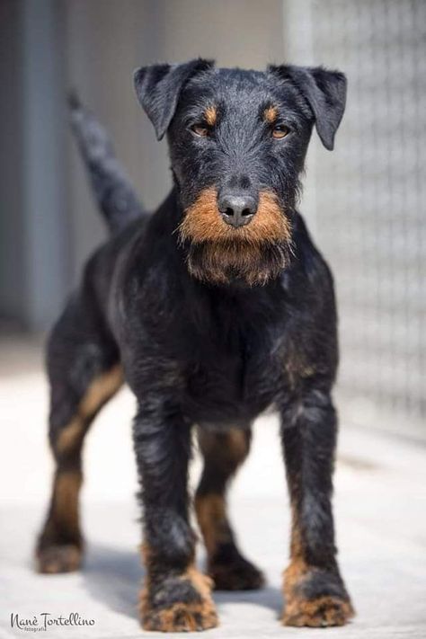 Dog Manifestation, Pig Hunting Dogs, Patterdale Terrier, Doberman Pinscher Dog, Terrier Breeds, Calm Dogs, Hunting Dog, Purebred Dogs, Pretty Dogs