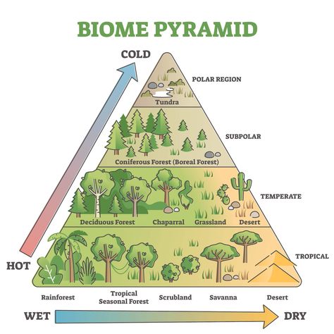 Types of Biomes Types Of Biomes, Different Types Of Forests, Ecological Pyramid, Temperate Deciduous Forest, Grassland Biome, Desert Biome, Types Of Forests, Cold Deserts, Arctic Tundra