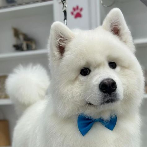 Pawparazzi Dog Grooming & Spa🐾 on Instagram: "Freshly groomed and shining bright, Ghost the Samoyed is a pure delight! Now he has fluffy fur and is sparkling clean, Ghost is the cutest pup you’ve ever seen👻🤍

Swipe to see this spectacular Samoyed before and during his first visit to pawparazzi❣️✂️….
•
•
•
•
#dog #dogsofinstagram #dogsofcanada #doggrooming #doggroomerslife #doggroomer #puppy #petgroomer #petgrooming #pet grooming salon #doglover #petlovers #groom #puppygrooming #dogsofvaughan #samoyed #samoyedlove" Pet Grooming Salon, Puppy Grooming, Grooming Salon, Sparkling Clean, Pet Grooming, Dog Grooming, Cute Puppies, The Cutest, Animal Lover