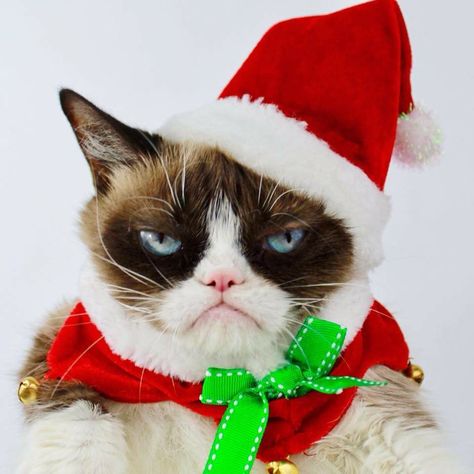 Christmas Quotes Grinch, Grumpy Cat Christmas, Grumpy Cat Meme, Christmas Greetings Quotes, Funny Christmas Jokes, Christmas Memes Funny, Funny Christmas Pictures, Christmas Memes, Christmas Jokes