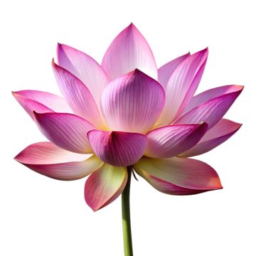 lotus,flower,flowers,lotus flower,summer,pink lotus,blooming lotus,plant,lotus leaf,pink,beautiful lotus,lotus flowers to be placed,lotus pictures,pink flowers,lotus illustration,bouquet,hand painted lotus,romantic lotus,material,green,ink lotus,blue flower blooming lotus,ink,swallow,lotus art,seedpod of the lotus,fresh flowers,two lotus flowers,plants,flower drawing,lotus drawing,lotus sketch,flower sketch,blue,two lotus leaves,yellow,lotus flower drawing,hand painted flower branches,lotus pond illustration,three lotus,vintage,lotus pond,petal,nature,lotus decoration,floral,lotus design,flowering plant,leaves,chinese wind lotus Lotus Sketch, Yellow Lotus Flower, Pond Illustration, Lotus Blooming, Lotus Decoration, Lotus Illustration, Lotus Flower Drawing, Lotus Drawing, Sketch Flower