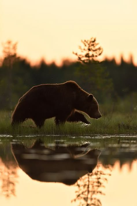 Brown Bear Photography, Brown Bears Aesthetic, Grizzly Bear Aesthetic, Brown Bear Aesthetic, Bear In Water, Brown Animals, Bear Walking, National Geographic Photography, Bear Photography