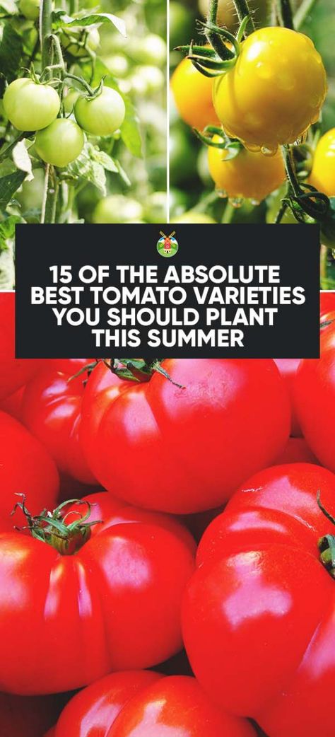 Heirloom Tomatoes Varieties, Tomato Harvest, Tomato Varieties, Tips For Growing Tomatoes, Growing Organic Tomatoes, Growing Tomato Plants, Types Of Tomatoes, Tomato Farming, Varieties Of Tomatoes