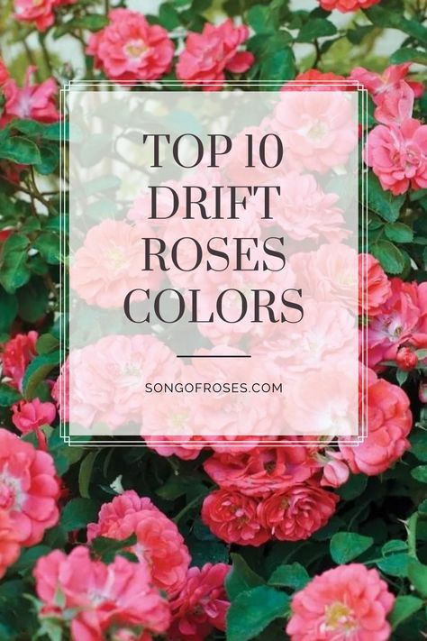 Drift roses come in a wide range of colors, which means that no matter what type of garden you have or what style you’re going for, you’re going to be able to find a rose that matches the rest of your landscape. Click on the pin to learn more. Corner Flower Bed, Roses Colors, Drift Roses, Landscaping With Roses, Cozy Garden, Knockout Roses, Rose Garden Design, Florida Landscaping, Color Songs