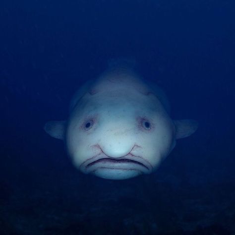 Blob Fish, The Group Chat, Roasts, To Speak, Group Chat, Funny Pictures, Fish, On Twitter, Water