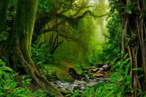 Tropical Plants Fantasy Stock Photos, Pictures  Royalty-Free Images Rainforest Photography, Rainforest Shower, Jungle Wall Mural, Jungle Wall, Evergreen Forest, Shower Curtain Decor, Shower Curtain Set, Natural Scenery, Background For Photography