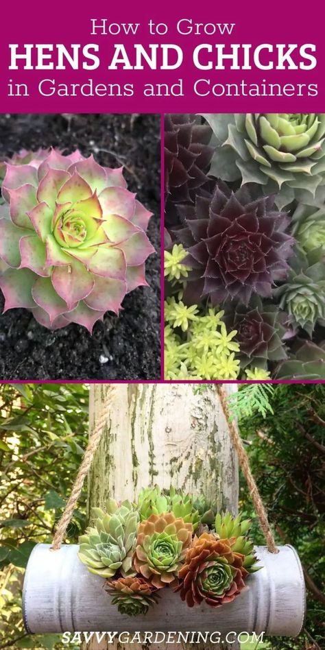 A gardening guide to growing hens and chicks plants in gardens and pots. Hens and chicks plants make great low-maintenance options for dry, sunny gardens. This popular succulent is actually called Sempervivum and is sometimes referred to by the names housleeks or hens and chicks. This is a low-maintenance and easy-to-grow succulent. This plant does very well as a houseplant, in garden pots outside, or in your yard or garden. Hens Chicks Succulents, Chicken And Hens Plants Ideas, Hen And Chicken Planter Ideas, Hens And Chickens Plants Ideas Gardens, Hens And Chicks Planting Ideas Yards, Hens And Chicks Planting Ideas Planters, Chicks And Hens Succulents Ideas, Hen And Chicks Planting Ideas, Chicks And Hens Succulents