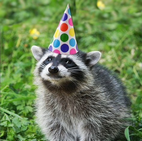 Post anything (from anywhere!), customize everything, and find and follow what you love. Create your own Tumblr blog today. Birthday Raccoon, Pet Raccoon, Cute Raccoon, Raccoon Funny, Trash Panda, Cat Icon, Birthday Meme, Pretty Animals, Racoon