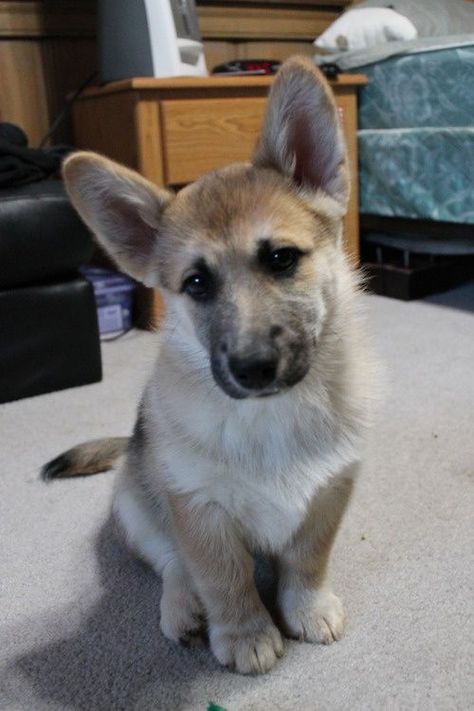 Corman Shepherd (German Shepherd-Corgi Mix) Temperament, Puppies, Pictures German Shepherd Corgi Mix, Corgi German Shepherd, Husky Corgi, Corgi Mix, Gsd Puppies, Cute Corgi, Mixed Breed Dogs, Corgi Dog, Shepherd Puppies