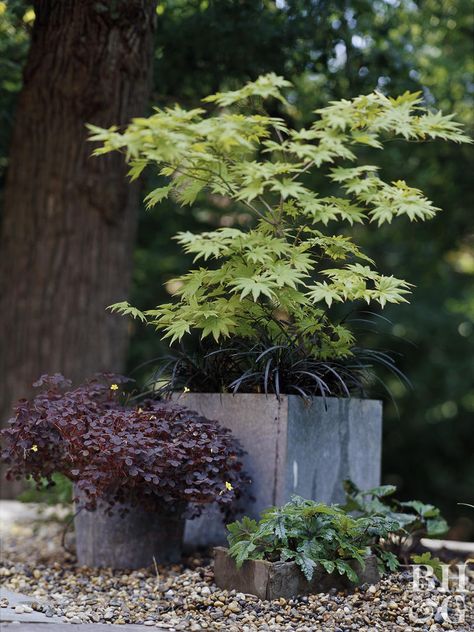 In spring, this dwarf Japanese maple unveils its pink-tinged leaves. The pink tinge fades in summer, but then in fall the Japanese maple leaves turn a brilliant shade of orange-red. Because of its small size, this maple is a tree you can grow in containers or small spaces. Name: Acer palmatum 'Coonara Pygmy' Growing Conditions: Part shade and moist, well-drained soil Size: 8 feet tall and wide Zone... Japanese Maple Tree Varieties, Maple Tree Varieties, Japanese Maple Tree Landscape, Maple Tree Landscape, Japanese Maple Varieties, Acer Trees, Part Shade Plants, Tree Orange, Red Maple Tree