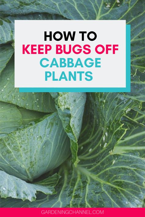 Growing Cabbage, Cabbage Plant, Cabbage Worms, Bug Off, Plant Pests, Companion Plants, Garden Pest Control, Cabbage Leaves, Cabbages