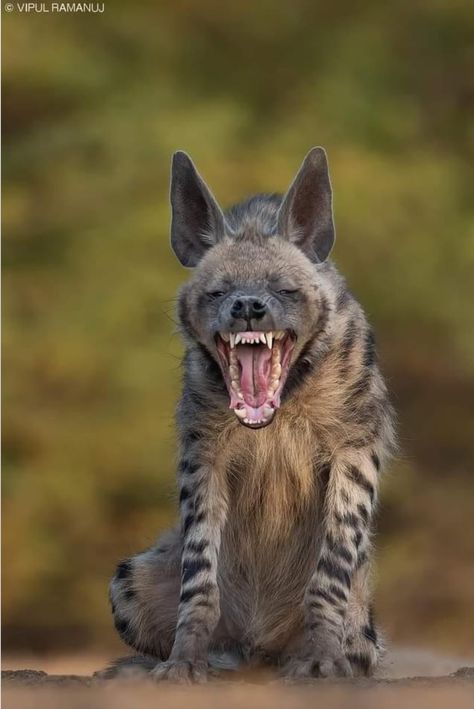 Striped hyena. Photo: Vipul Ramanuj. Striped Hyena, Spotted Hyena, African Wild Dog, Canine Art, Wild Dogs, African Wildlife, Wolf Dog, Silly Animals, Animal Sketches