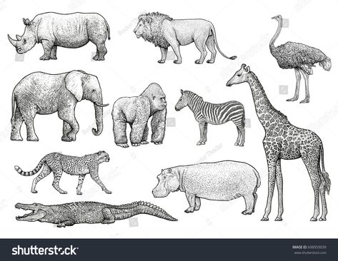 African animals illustration, drawing, engraving, ink, line art, vectorillustration#drawing#African#animals South African Animals, Wildlife Drawings, Ink Line Art, Giraffe Colors, Animal Line Drawings, Animal Outline, Easter Templates Printables, Easy Animal Drawings, Cartoon Drawings Of Animals