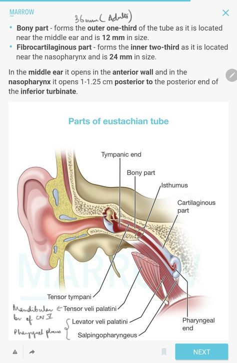 Sensory supply to ET GLOSSOPHARYNGEAL NERVE Glossopharyngeal Nerve, Nerve, Quick Saves