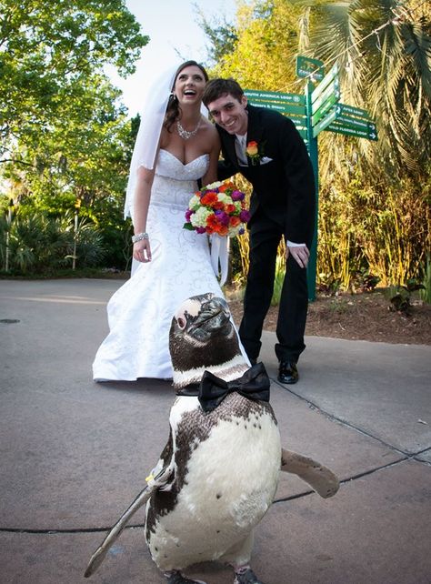 One of my favorite pics from my wedding at the Jacksonville Zoo. Penguin Wedding Theme, Zoo Wedding Ideas, Animal Wedding, Penguin Wedding, White Alligator, Jungle Wedding, Aquarium Wedding, Safari Wedding, Circus Wedding