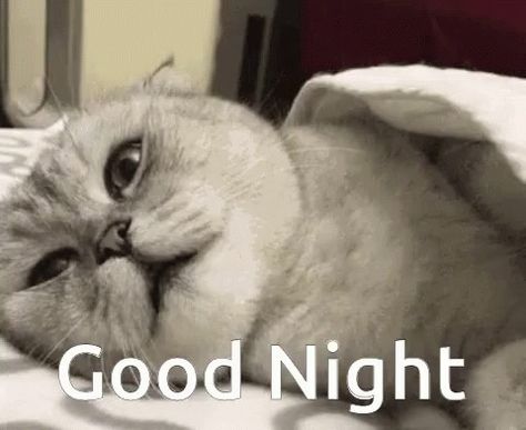 Night Meme Cute, Good Night Meme Cute, Goodnight Cat, Good Night Meme, School Jokes, Funny School Jokes, Cat Meme, Make Your Own Stickers, Cute Cats And Dogs