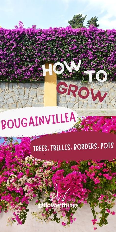 Bougainvillea Care Guide And Types | Flowersandflowerthings Bougainvillea On Pergola, How To Train Bougainvillea Trellis, Bougainvillea Planting Ideas, Pergola Flowers, Podocarpus Hedge, Bougainvillea Trellis, Bougainvillea Colors, Bougainvillea Care, Bougainvillea Tree