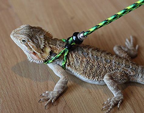 Bearded Dragons leash idea Bearded Dragon Harness, Leopard Gecko Cute, Bearded Dragon Diy, Bearded Dragon Diet, Baby Bearded Dragon, Bearded Dragon Cute, Bearded Dragon Care, Pet Lizards, Cute Lizard