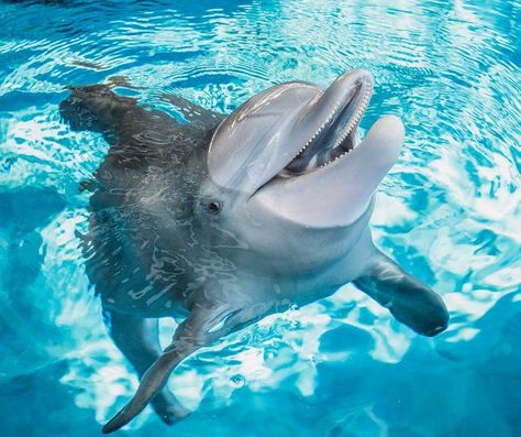 Clearwater Aquarium, Dolphin Tale 2, Dolphin Photos, Dolphin Tale, Clearwater Marine Aquarium, Bottlenose Dolphin, Marine Aquarium, Pacific Ocean, Clear Water