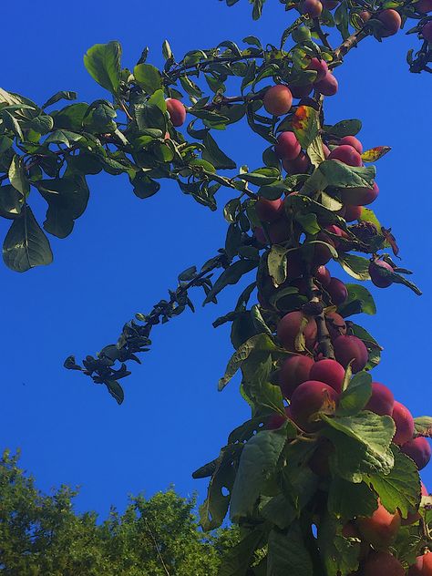 Plum Tree Aesthetic, Plums Aesthetic, Trees At Night, Tree Aesthetic, Domino Effect, Plum Tree, Pop Albums, Fruit Trees, At Night