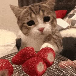 Cat Stimboard Gifs, Cute Cat Gifs Discord, Cat Gif Pfp Discord, Cute Cat Gif Pfp, Cat Stim Gif, Cats With Strawberries, Cat Gifs Discord, Cat Gif Aesthetic, Cat Icon Gif