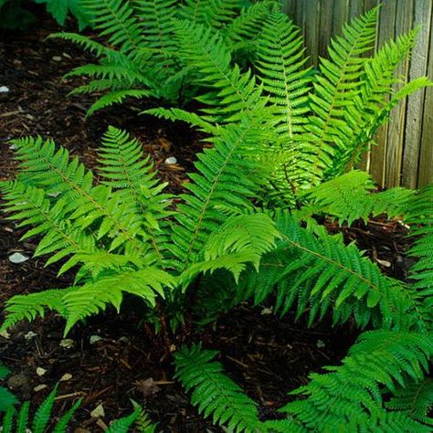 Wood fern - FineGardening | Wood fern, Landscaping with rocks, Ferns garden Backyard Shade Garden, Backyard Flower Beds, Planters Boxes, Moss Landscape, Backyard Flowers Beds, Wood Fern, Texas Landscape, Ferns Garden, Oakleaf Hydrangea