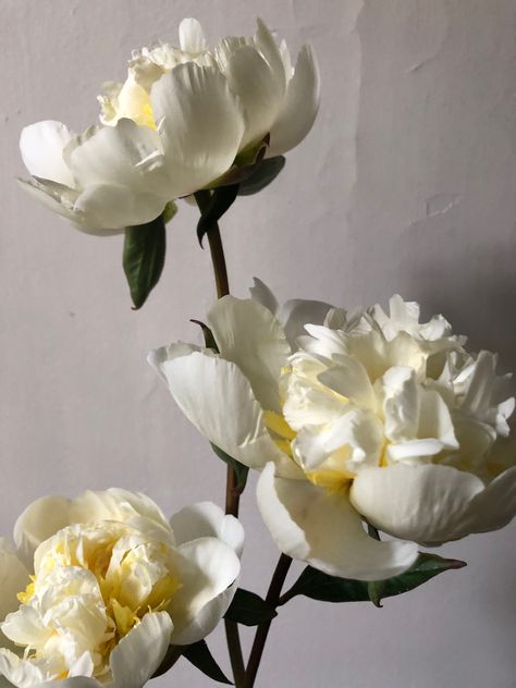 Soft cream and smooth as silk.  Double peonies perfuming the studio today. The Studio, Peonies, Silk, Cream, Plants, Floral