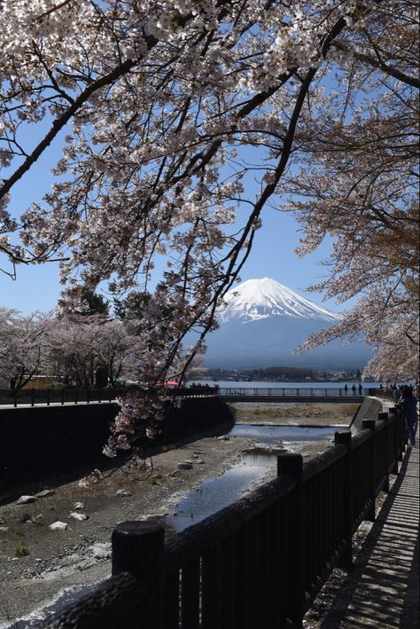 #aesthetic #japan #japantravel #mtfuji #photography #sakura Fuji Wallpaper, Gunung Fuji, Mount Fuji Japan, Fuji Japan, Mont Fuji, Reference Board, Japan Aesthetic, Aesthetic Japan, Japan Trip