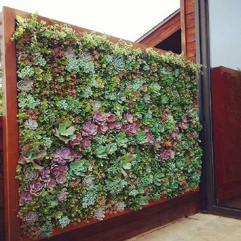 26 CLEVER GARDEN SCREEN IDEAS - 196 Succulent Wall Garden, Succulent Wall Planter, Vertical Succulent Gardens, Vertical Garden Indoor, Vertical Garden Design, Backyard Area, Vertical Vegetable Garden, Succulent Wall Art, Vertical Garden Wall