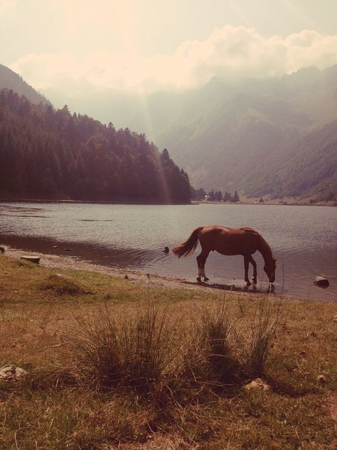 Western Gothic, Cowboy Aesthetic, Last Ride, Cowgirl Aesthetic, Horse Aesthetic, Hunter Jumper, Western Aesthetic, Pretty Horses, Pyrenees