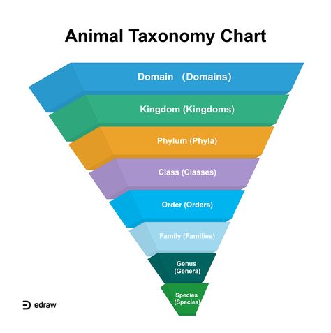 Animal Taxonomy Chart | EdrawMax Editable Template Taxonomic Hierarchy, Animal Taxonomy, Taxonomy Classification, Classification Of Organisms, Hierarchy Examples, Crawling Creature, Taxonomy Biology, Plant Taxonomy, Biological Classification