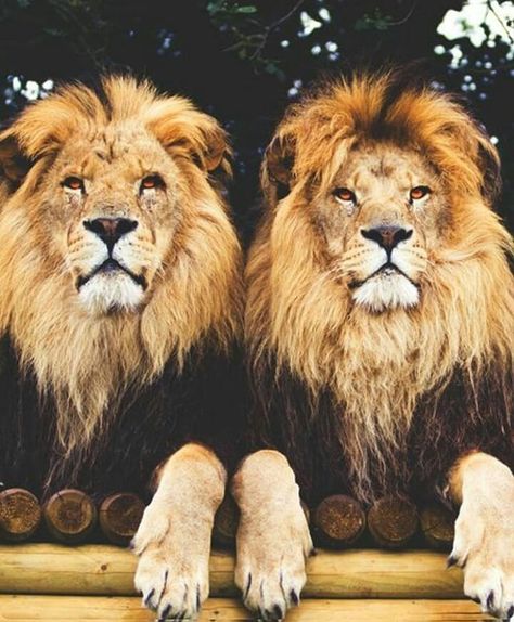 How Would YOU Caption This?🦁 Follow us @lion_loverss Like for your daily pictures and videos . . . . . . #lion #lions #lioness #safari… 2 Lions, Lion Kings, 3 Lions, Lion And Lioness, Lion Love, Blood Brothers, Lion Tiger, African Animals, Detox Tea