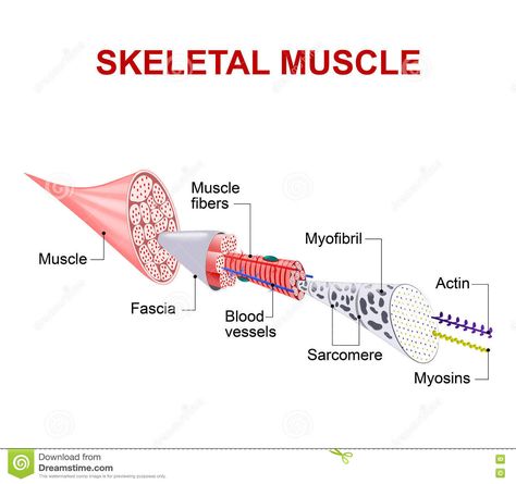 Skeletal Muscle Structure, Skeletal Muscle Anatomy, Bones Of The Body, Muscle Illustration, Skeletal System Anatomy, 206 Bones, Muscular System Anatomy, Skeleton Muscles, Muscle Fiber