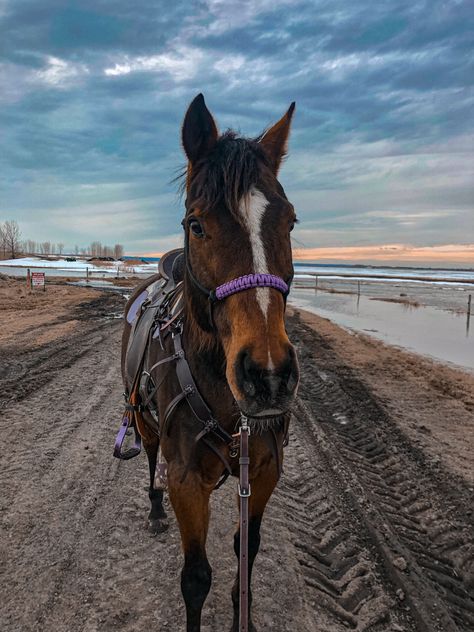 Bay Horse Western, Barrel Horses, Western Horses, Horse Western, Horse Riding Equestrian, Bay Horse, Dream Horse, Barrel Horse, Western Horse