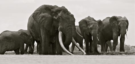 “Every ivory bracelet, pendant or trinket represents a dead elephant,” says Goodall. “The problem is that as long as there are loopholes for selling ivory legally, the illegal trade will continue. A total ban on the sale of ivory is the only way forward. Social media can amplify the message and put pressure on your government, and ultimately it is up to us to give a voice to the voiceless.” Bull Elephant, Biggest Elephant, Save The Elephants, Indian Elephant, Elephant Love, African Elephant, Wildlife Conservation, Animals Of The World, Beautiful Creatures