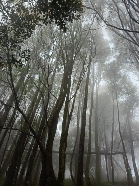 Ooty photography Pine Forest Ooty, Ooty, Pine Forest, Belgium, Forest, Travel, Quick Saves