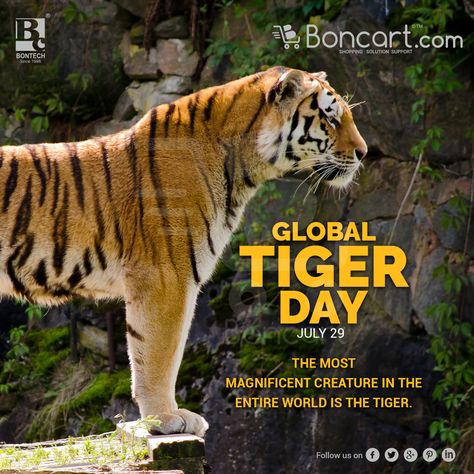 Global Tiger Day - July 29 The most magnificent creature in the entire world is tiger. World Tiger Day, Tiger Day, Festival, Quick Saves