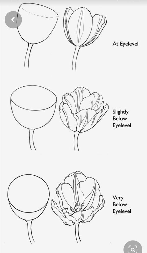 Ako Kresliť, Flower Drawing Tutorials, Drawing Lesson, Flower Art Drawing, Flower Sketches, Floral Drawing, Botanical Drawings, Flower Art Painting, Drawing Tutorials