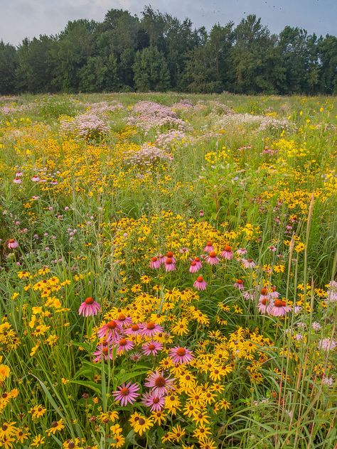 Summer Flowers Aesthetic, Michigan Wildflowers, Michigan Flowers, Wild Bergamot, Rudbeckia Hirta, Purple Coneflower, Wildflower Field, Plants Are Friends, Echinacea Purpurea