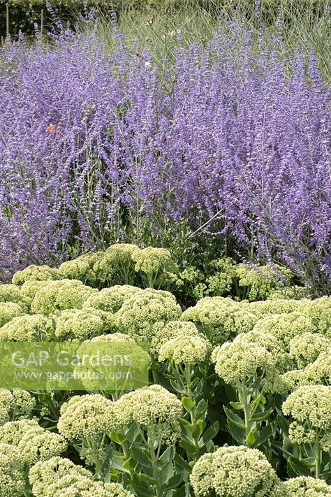 Sedum spectabile buds and Perovskia 'blue spire' Perovskia Combination, Lavender And Sedum Garden, Perovskia Blue Spire Combination, Blue Pearl Sedum, Blue Pearl Sunsparkler Sedum, Perovskia Blue Spire, Sedum Jose Aubergine, Sedum Spectabile, Driveway Design