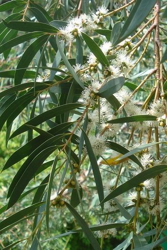 Monkey Plant, Slope Garden, Plant Hardiness Zone Map, Gum Trees, Eucalyptus Trees, Funky Monkey, Australian Plants, Native Flowers, Eucalyptus Tree