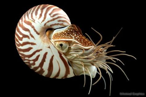 Nautilus Tattoo, Chambered Nautilus, Deep Sea Creatures, Sea Slug, Animal Study, Beautiful Sea Creatures, Nautilus Shell, Marine Fish, Underwater Creatures