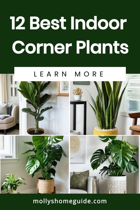 Looking to add some greenery to your home decor? Explore the best indoor corner plants that will liven up any living room corner. From low light indoor plants to indoor plants for living room corners, there are plenty of options to choose from. Transform your space with stylish indoor plants decor on the floor or in the corner windows. Discover apartment plant ideas and tall indoor plant rack ideas for a touch of nature in your home. Plant In Corner Living Room, Arranging House Plants Living Rooms, Tall Plant Living Room, Arranging Plants In Living Room, Bedroom Corner Plants Decor, Apartment Plant Ideas, Plant Lights Indoor Setup Living Room, Tall Decor Ideas For Corner, Inside Plants Decor Living Room