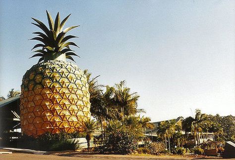 Tropical Farm, Big Pineapple, Roadside Attractions, Sunshine Coast, Tasmania, Australia Travel, Wordpress Blog, Music Festival, Pineapple