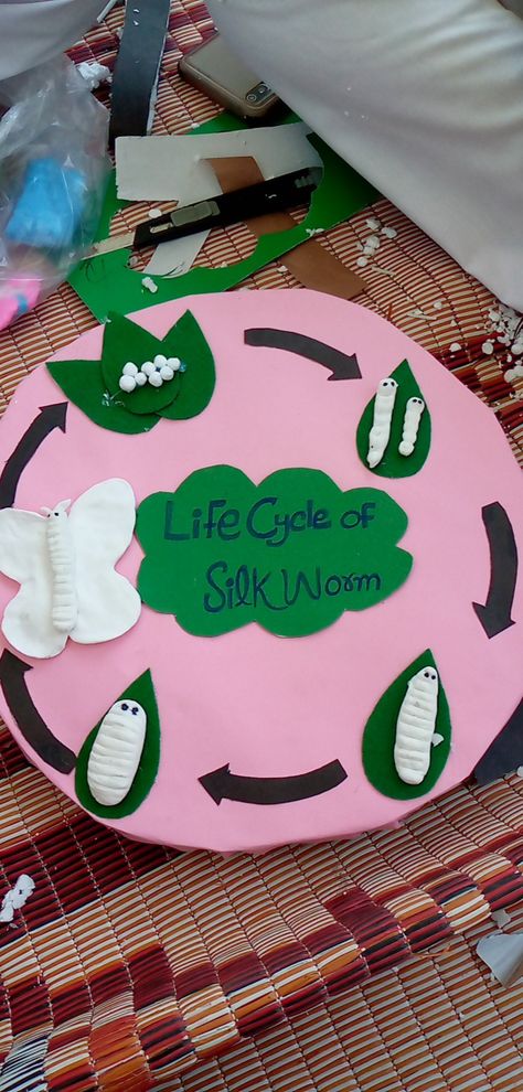 Silkworm Life Cycle, Science Model, Science Models, Study Flashcards, Grade 2, Life Cycle, Science Projects, Life Cycles, Project Life