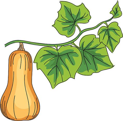 Squash Drawing, Squash Growing, Vegetable Garden Markers, Garden Clipart, Decorative Gourds, Yellow Blossom, Colorful Vegetables, Market Garden, Free Vector Illustration